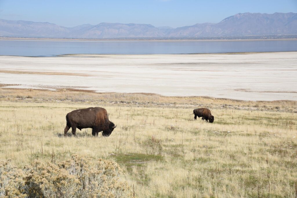 Bisons roam free on Antelope Island