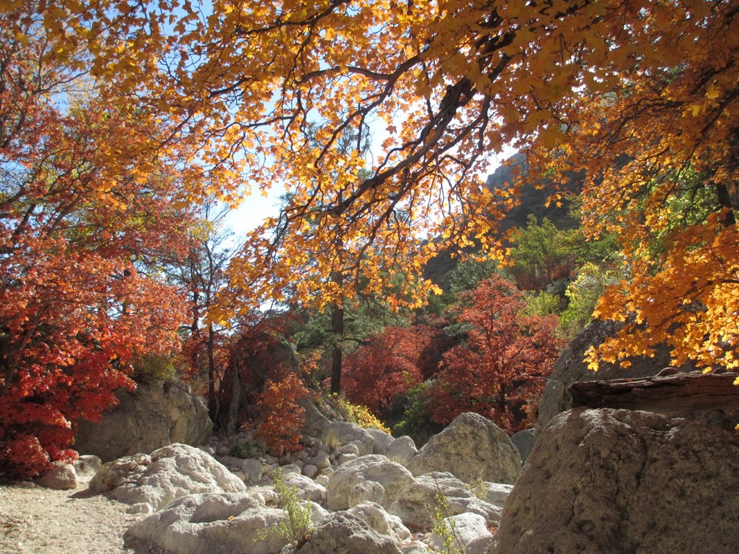 Fall colors lining the Devil's Hall trail at Guadalupe Mountains National Park
