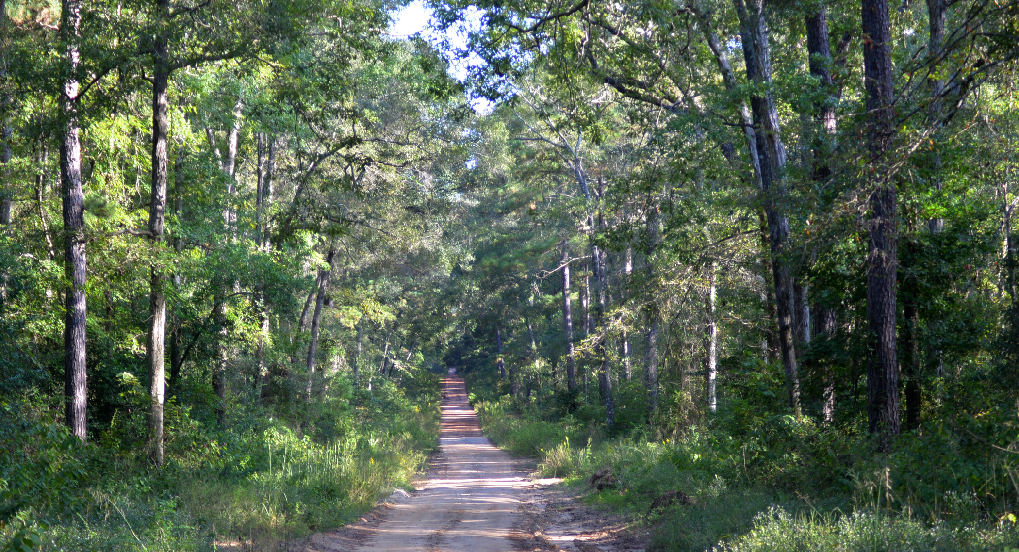 A forest road runs between tall pines in Sam Houston National Forest